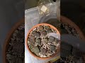 *Watering LITHOPS is not bad! 😆😆💚 you have to keep those roots THRIVING!