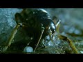 Insect Returns From The Dead Wild New Zealand BBC Earth