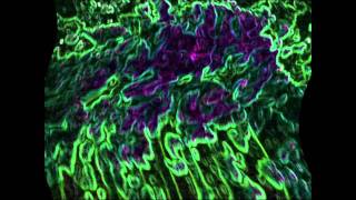 Mindless Self Indulgence - Straight To Video OFFICIAL MUSIC VIDEO