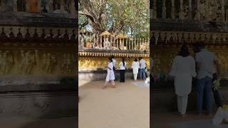 Download lagu බුදුසරණයී 🙏🙏🌼🌼 temple sri lanka 🇱🇰 mp3