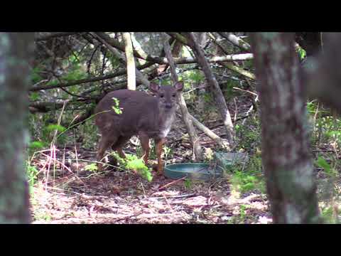 Blue duiker hunting at it's best!