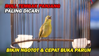 Download lagu PANCINGAN PLECI ROLL TEMBAK PANJANG, BIKIN LAWAN CEPAT BUKA PARUH DAN NEMBAK mp3