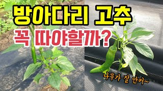 고추방아다리 고추 안따면 나무가 잘 안크지만 고추나무 수세가 좋고 절간이 길땐 방아다리고추를 안따기도합니다.…