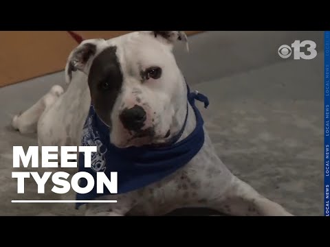 Fur-ever Friend: Tyson is looking for a home - YouTube