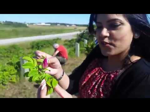 download lagu mp3 mp4 Nova Scotia Wild Roses, download lagu Nova Scotia Wild Roses gratis, unduh video klip Nova Scotia Wild Roses