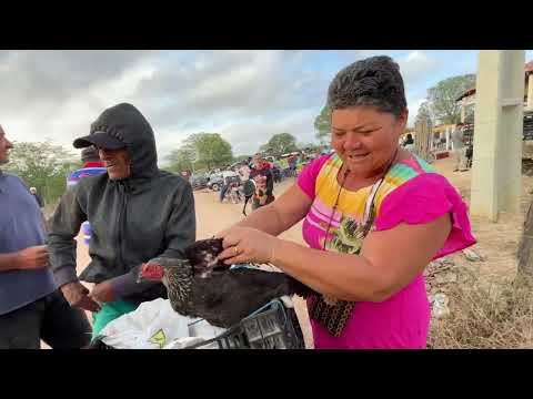 Feira das Galinhas em Senador Rui Palmeira - AL 13 - 01 - 2026 #nordeste