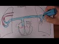 Cardiovascular System 4 Pulmonary Circulation