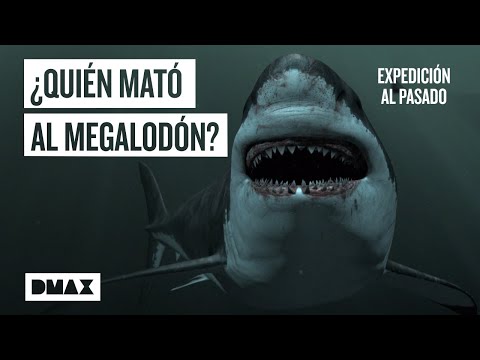 Megalodón: ¿Qué sucedió con el depredador marino de las profundidades? | Expedición al pasado
