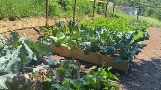 June Vegetable Garden Tour | EverCrest