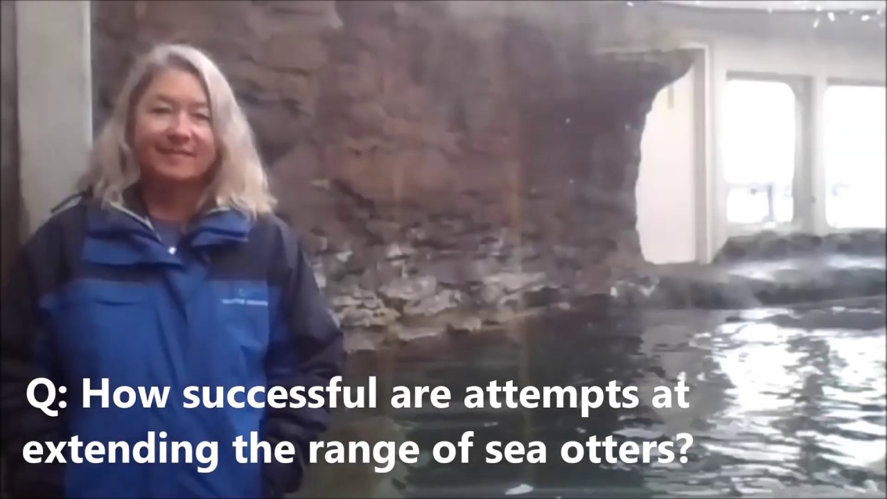 Staff of Seattle Aquarium discuss their sea otters with Sea Otter Foundation & Trust Part 2