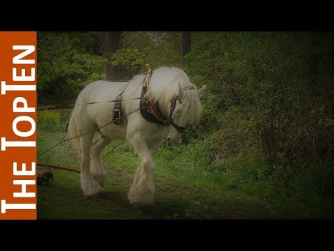 The Top Ten Biggest Horse Breeds in the World