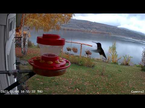 Anna's Hummingbirds - November 4, 2021