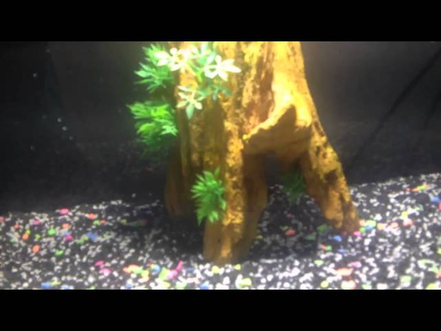 My First Freshwater Tropical Fish Community Aquarium Ft Neon tetra & White cloud mountain minnows