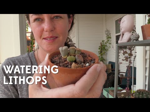 , title : 'Watering Lithops: Signs of thirst and other care tips'