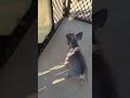 French Bulldog dogs for sale: Chloe  - Video 1