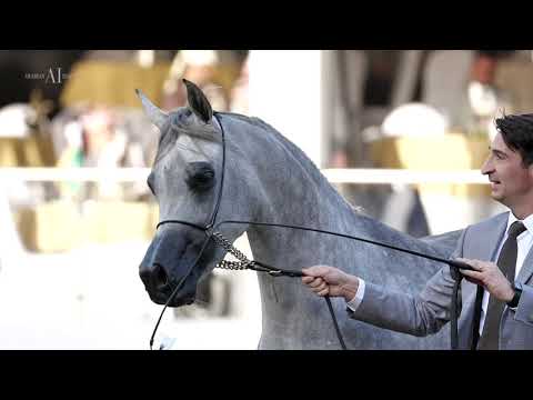 🌹 D JOOREYYAH 🌹⁣ Fillies 3 Years Old Class Winner, 2022 PSAIAHF