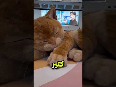 لو عايز تشوف القطة صاحية اعمل لايك وسبسكرايب#viral