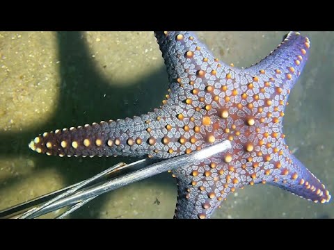 Diving to catch sea animals on the bottom sea. 
