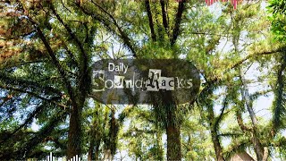 Fenne Lily - For a While (Lyrics Video)