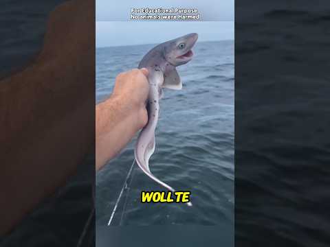 He Saved a Mystery Creature… Years Later, It Brought Him Lobsters! 🦈🥹❤️#Shorts #Animals #AnimalRescu