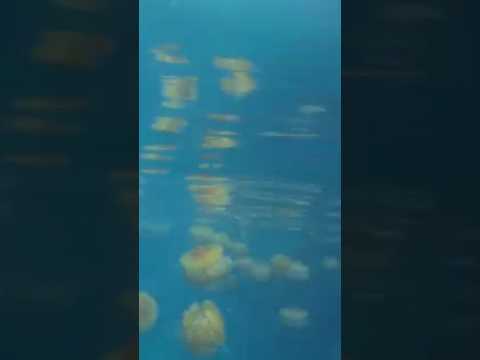 tolo greece #seaturtle #nature #athena #seaanimal#tolo #nafplio #greece #travel #visitgreece #sports