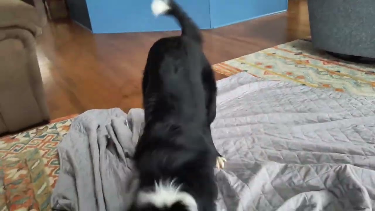 Enlarge COOPER, a ADOPTABLE Border Collie in Chocowinity , NC video 4/6