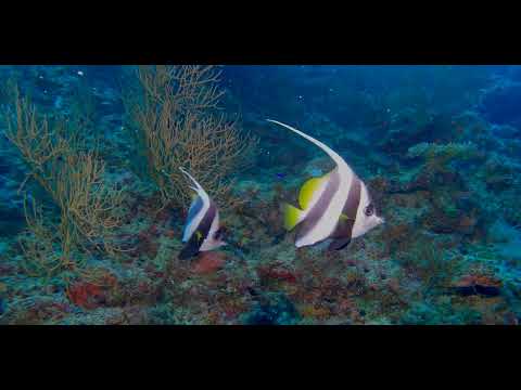 Fiji – Beautiful Walls, Soft Corals and Critters 6B - scuba diving video