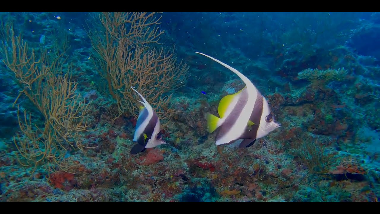 Third of 17 videos - Diving aboard "Naía" amongst multiple Fijian island sin pristine clear water