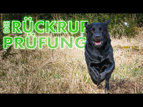 Cedric der Labrador - 88 | Die Rückrufprüfung