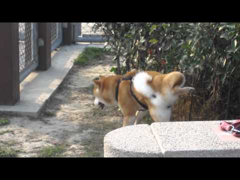 宵迪勾地寵物公園趴七啦～～～(原發表者:果汁媽)(影片)