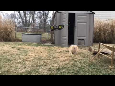 EREVO RC Back Flip over Pomeranian
