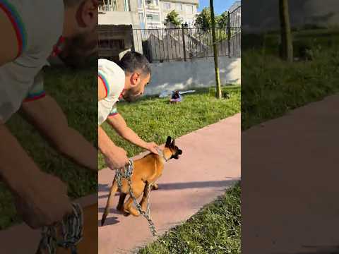 ￼ Köpek kovaladı beni#shorts #shortvideo #foryou #funnyshorts #ytshorts
