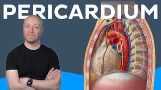 Pericardium anatomy | Kenhub