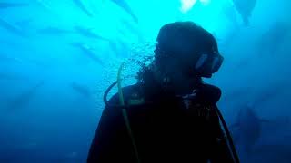 300 Kg'luk Dev Orkinos