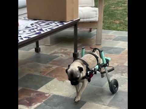 Pierogi *wheelchair pug, an adopted Pug in Los Angeles, CA_image-1