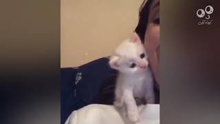 most funny cute animals in the world