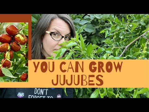 Jujubes Grow on Trees! And they’re not like any other fruit you grow! (Ziziphus jujuba)
