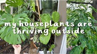 Outdoor Houseplants Summer Update!
