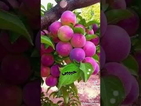 یا ستا لبی مئ گونی. عبیداللہ جان. #music ##obaidullah #songs #afghan #pashto