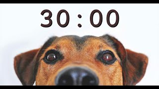 30 Minute Timer for School and Homework - Dog Bark