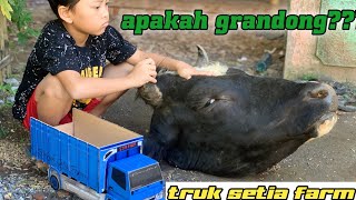 Download lagu GRANDONG?? Dimas plays with the new miniature truck from Setia Farm that transports Grandong cows. mp3