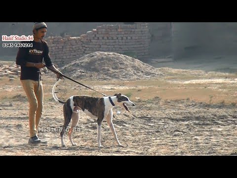 Track race Final chAk 82 Ahbab club Sargodha 26 Nov 2025