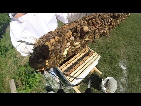 Adventures in Beekeeping Ep 16: An Unexpected Development