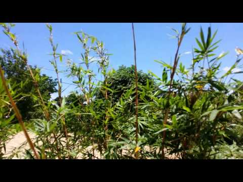 Bamboo Your Privacy ~ Clumping Bamboo Basics I