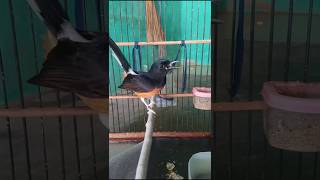 Download lagu Kretekan keras betina muda memicu emosi dan terapi bunyi#kretekankeras#Shorts mp3 Download lagu Kretekan keras betina muda memicu emosi dan terapi bunyi#kretekankeras#Shorts mp3