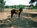 Pony Kasey Chambers 