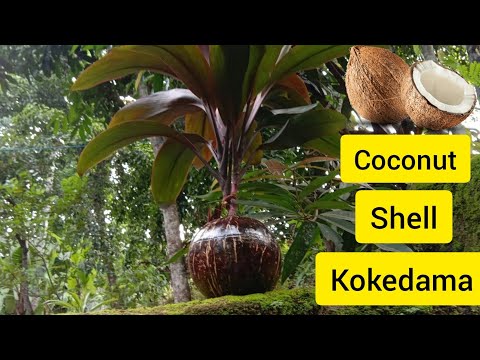 How to make kokedama coconut kokedama