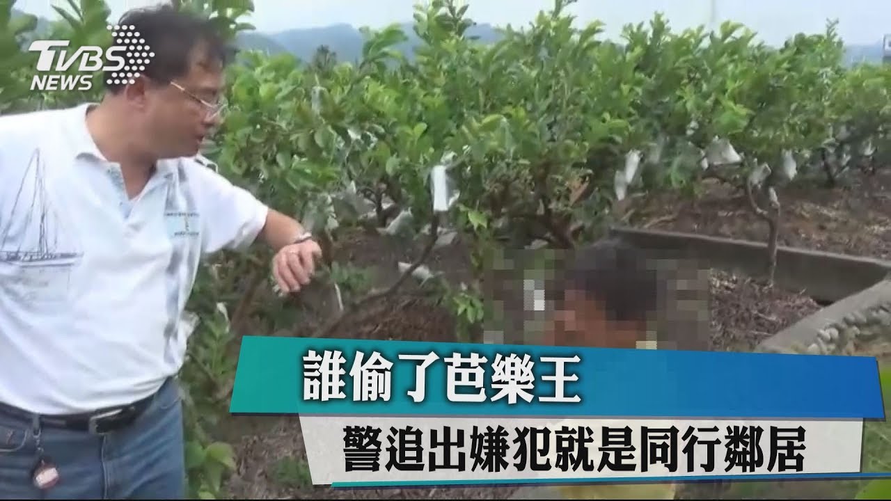 誰偷了芭樂王 警追出嫌犯就是同行鄰居