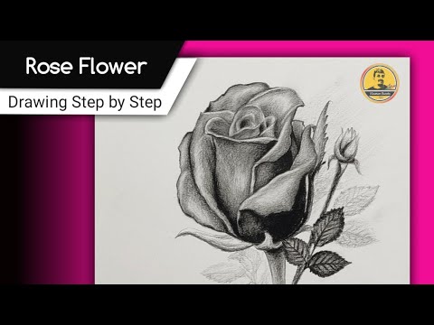 How to draw ROSE Flower with Pencil || 🌹|| Flower drawing Step by Step for Beginners.