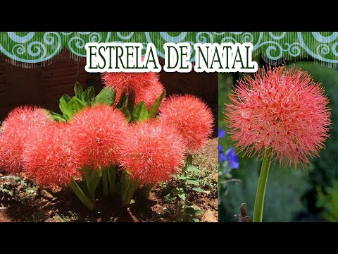 How to care for and grow the Christmas Star plant?